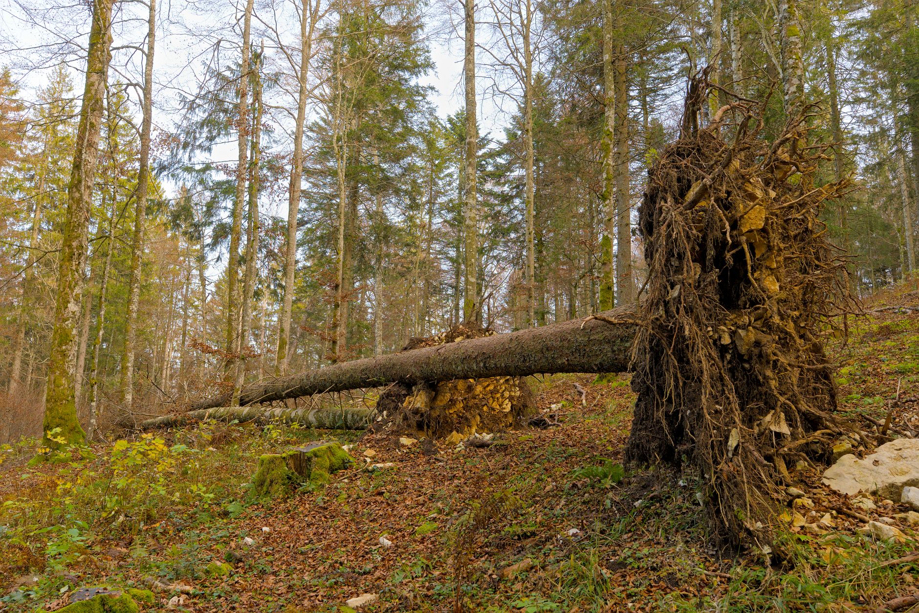Enlèvement arbre urgence à Talence